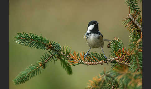 Tannenmeise (Parus ater)