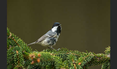 Tannenmeise (Parus ater)