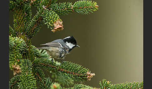 Tannenmeise (Parus ater)