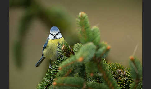 Blaumeise (Parus caeruleus)