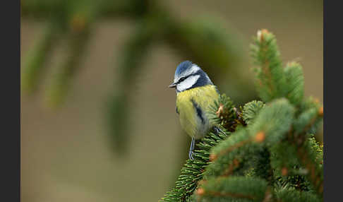 Blaumeise (Parus caeruleus)