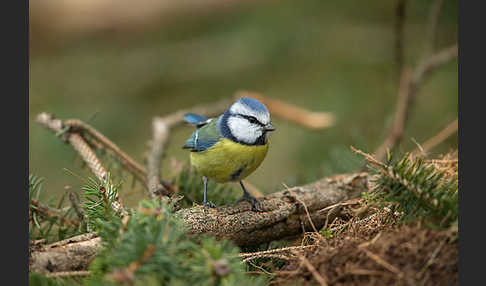 Blaumeise (Parus caeruleus)