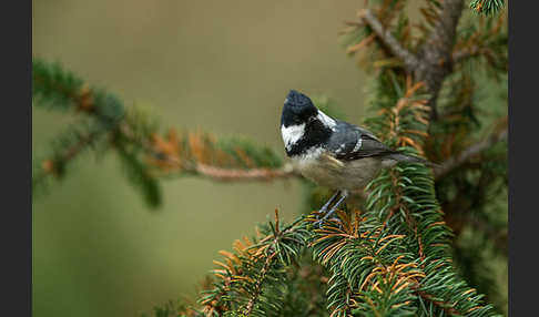 Tannenmeise (Parus ater)