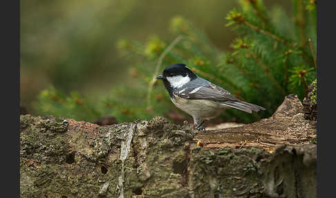 Tannenmeise (Parus ater)