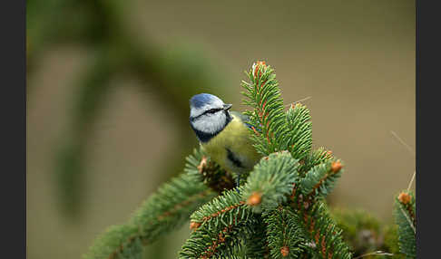 Blaumeise (Parus caeruleus)