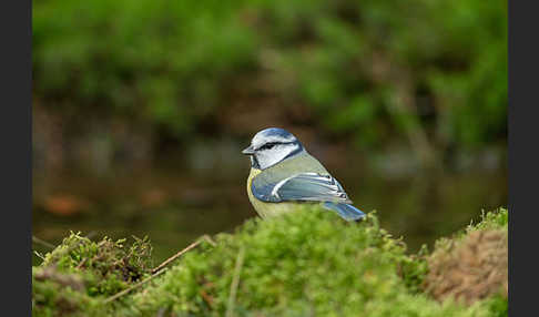 Blaumeise (Parus caeruleus)