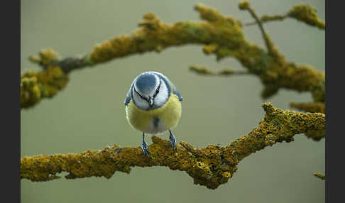 Blaumeise (Parus caeruleus)