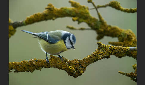 Blaumeise (Parus caeruleus)