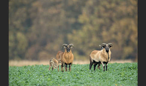 Kamerunschaf (Ovis ammon aries sspec.)