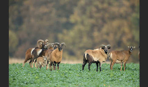 Kamerunschaf (Ovis ammon aries sspec.)