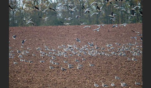 Tundrasaatgans (Anser fabalis rossicus)