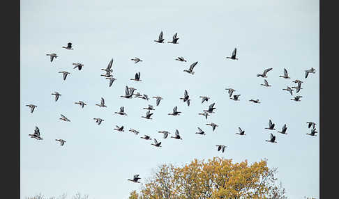 Tundrasaatgans (Anser fabalis rossicus)