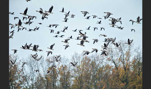 Tundrasaatgans (Anser fabalis rossicus)