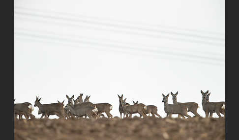 Rehwild (Capreolus capreolus)