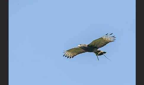 Bandschlangenadler (Circaetus cinerascens)