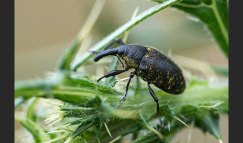 Großer Distelrüssler (Larinus sturnus)