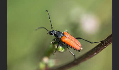 Bockkäfer spec.2 (Anastrangalia sanguinolenta)