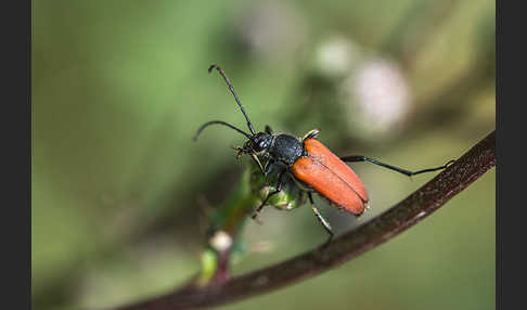 Bockkäfer spec.2 (Anastrangalia sanguinolenta)