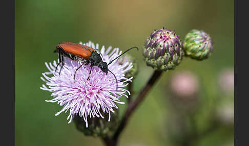 Bockkäfer spec.2 (Anastrangalia sanguinolenta)