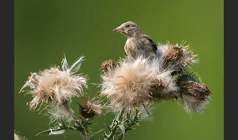 Stieglitz (Carduelis carduelis)