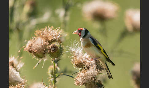 Stieglitz (Carduelis carduelis)