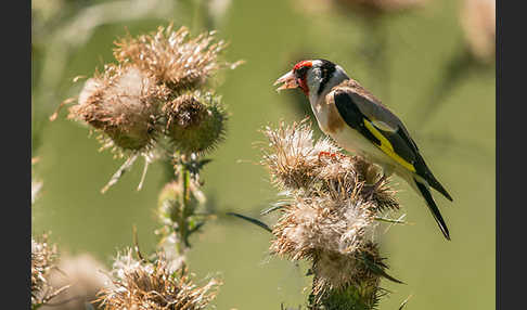 Stieglitz (Carduelis carduelis)