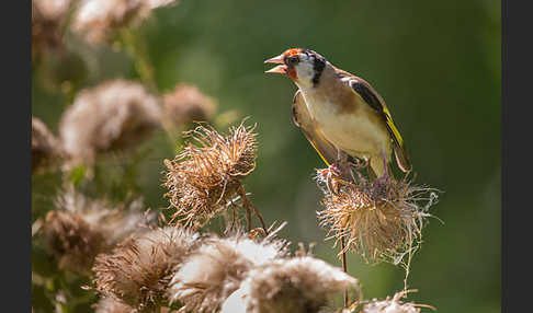 Stieglitz (Carduelis carduelis)