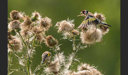 Stieglitz (Carduelis carduelis)