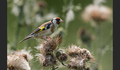 Stieglitz (Carduelis carduelis)