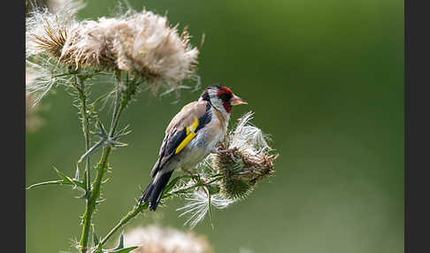 Stieglitz (Carduelis carduelis)