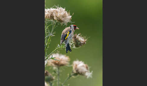 Stieglitz (Carduelis carduelis)