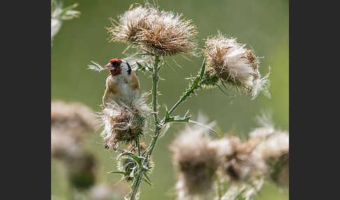 Stieglitz (Carduelis carduelis)