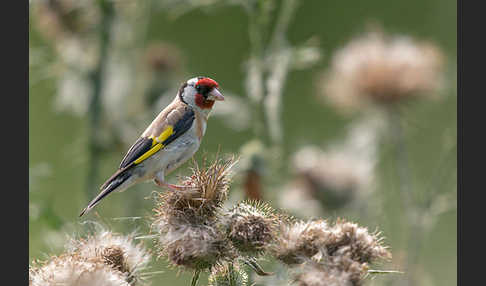 Stieglitz (Carduelis carduelis)