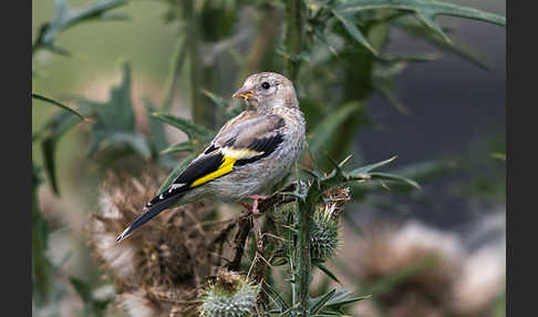 Stieglitz (Carduelis carduelis)