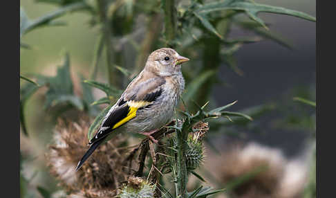 Stieglitz (Carduelis carduelis)