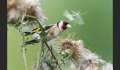 Stieglitz (Carduelis carduelis)