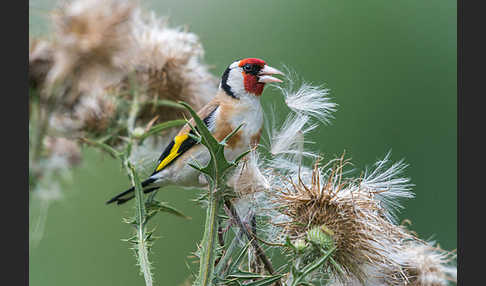 Stieglitz (Carduelis carduelis)