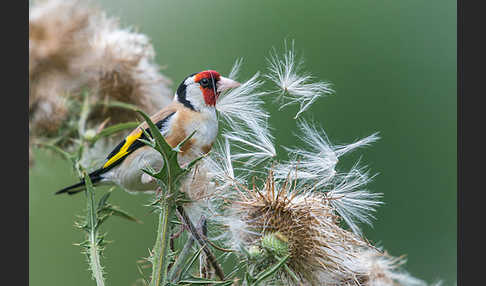 Stieglitz (Carduelis carduelis)