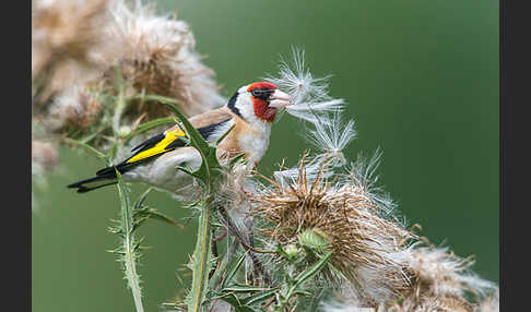 Stieglitz (Carduelis carduelis)