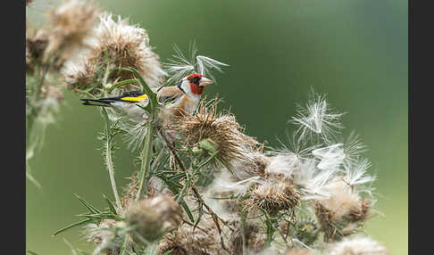 Stieglitz (Carduelis carduelis)