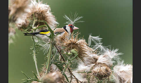 Stieglitz (Carduelis carduelis)