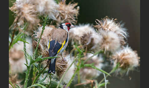 Stieglitz (Carduelis carduelis)