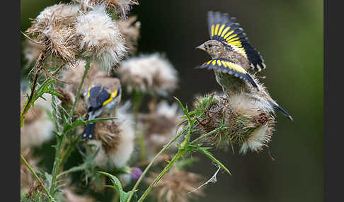 Stieglitz (Carduelis carduelis)