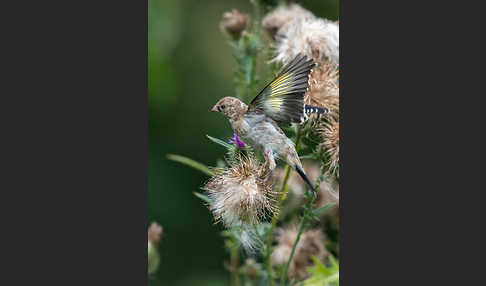 Stieglitz (Carduelis carduelis)