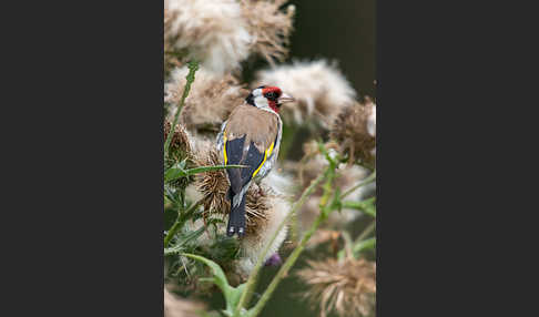 Stieglitz (Carduelis carduelis)