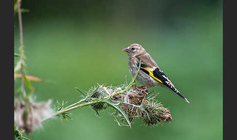 Stieglitz (Carduelis carduelis)