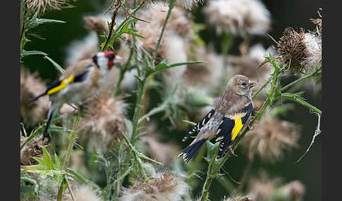 Stieglitz (Carduelis carduelis)