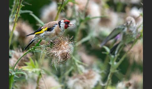 Stieglitz (Carduelis carduelis)