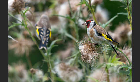 Stieglitz (Carduelis carduelis)