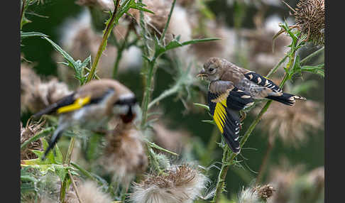 Stieglitz (Carduelis carduelis)